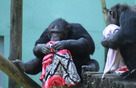 Animais do zoológico de Pomerode recebem cuidados especiais com a chegada do inverno