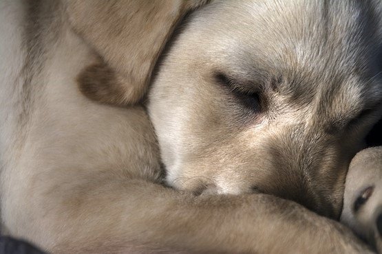 Homem é condenado por abusar sexualmente de um cachorro no Vale do Itajaí