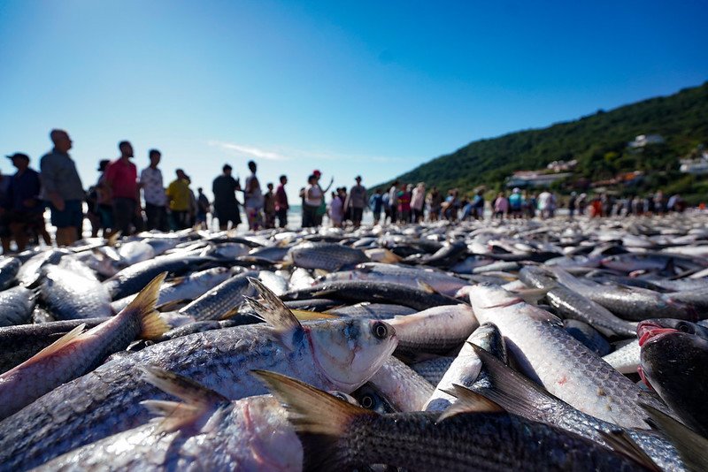 Pesca da tainha é encerrada no meio da safra; cota foi reduzida pelo Governo Federal