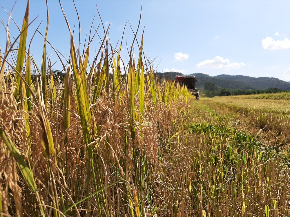 Safra recorde de arroz irrigado em Santa Catarina atinge 1,27 milhão de toneladas