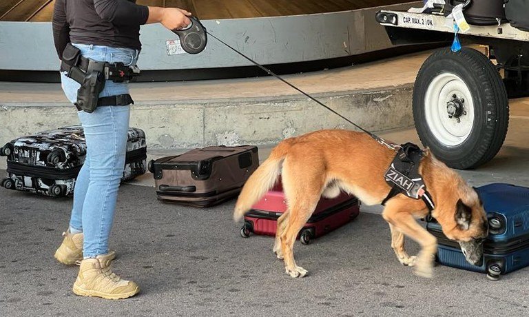 Cães farejam droga em mala e mulher é presa por tráfico internacional no Aeroporto de Florianópolis