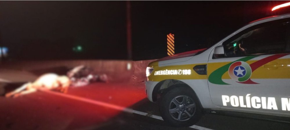 Motociclista morre ao atropelar boi em rodovia de Itajaí
