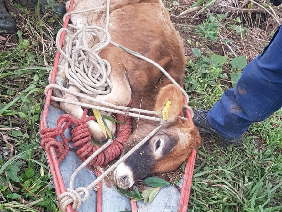Bezerro que caiu em ribanceira no Alto Vale é resgatado pelos bombeiros