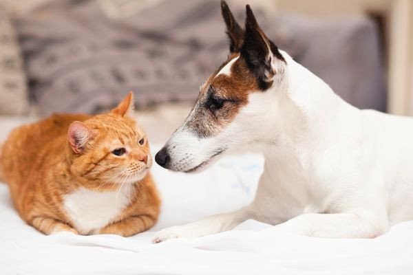 Cãominhada, feira de adoção e parcão fazem parte da programação do Julho Dourado de Timbó
