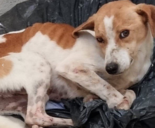 Mulher é presa acusada de maus-tratos em Barra Velha