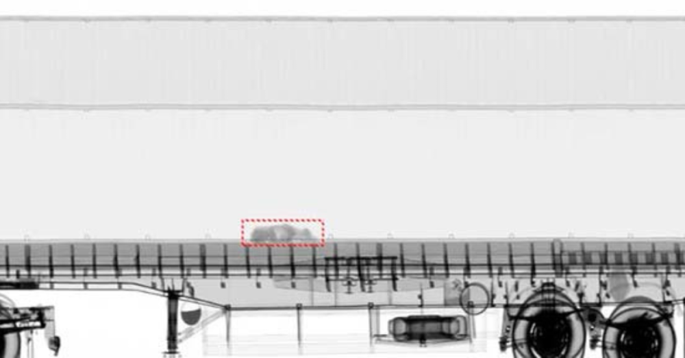 Scanner identifica cães presos em contêiner que sairia de SC para China