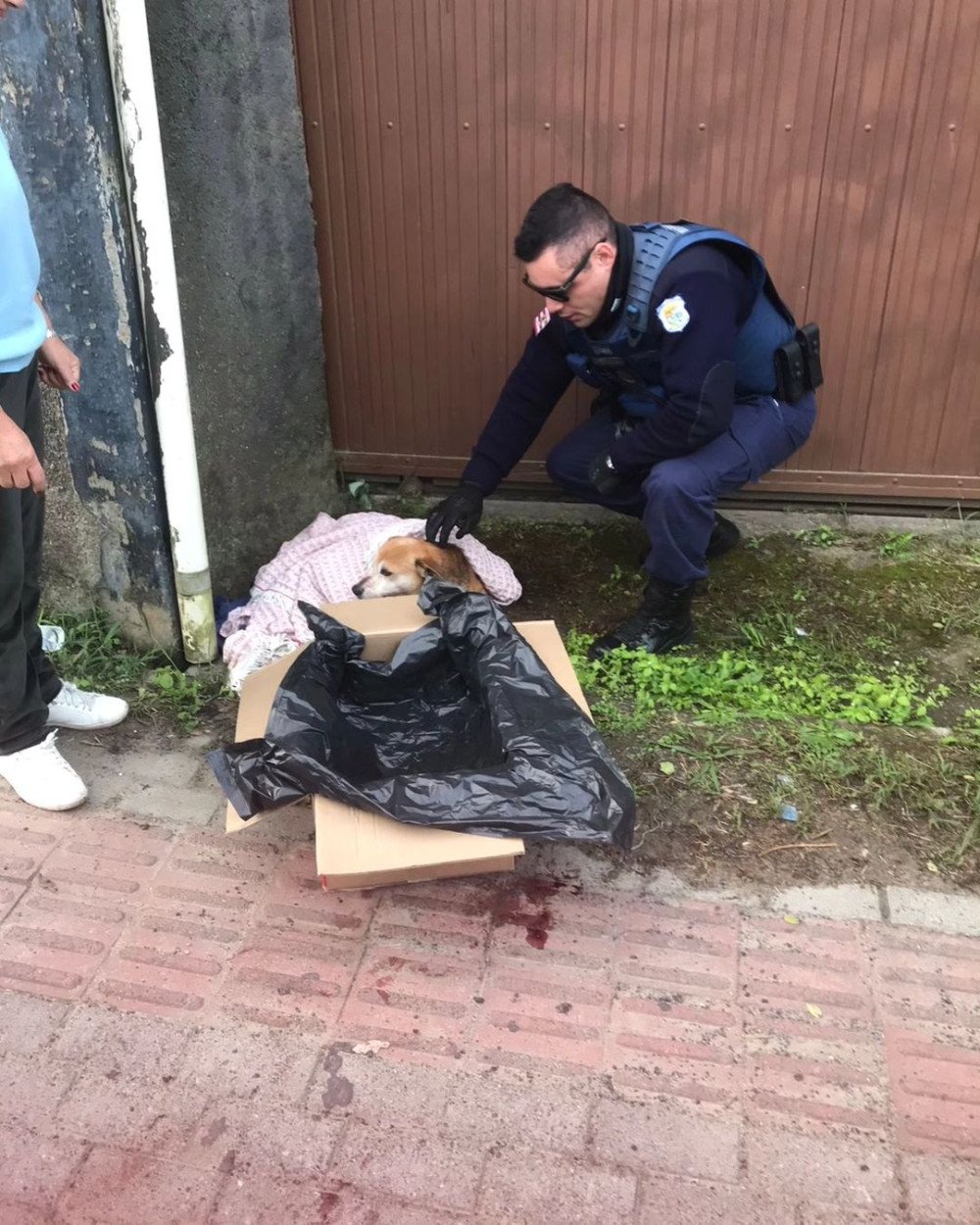 Guarda Municipal de Trânsito resgata cachorro vítima de atropelamento em Blumenau