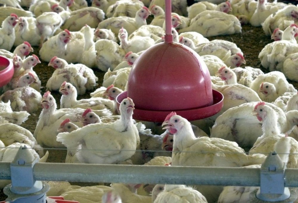 Santa Catarina identifica 2º caso de gripe aviária