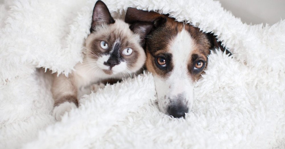 Foto: Reprodução/Internet