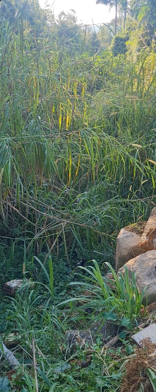 Agentes de combate à dengue encontram corpo em terreno baldio em Blumenau