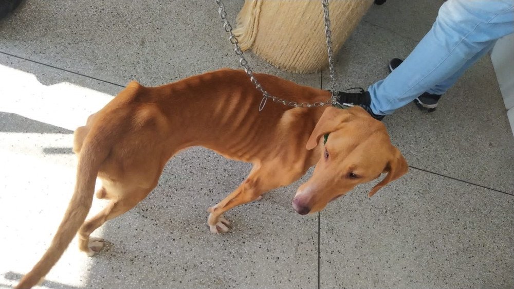 Vídeo: Homem é preso em flagrante por maus-tratos contra cães em Apiúna