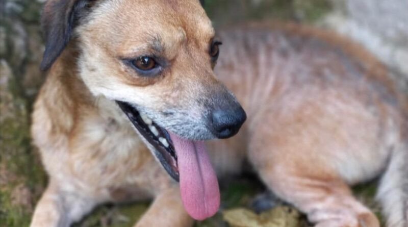 Inscrições para mutirão de castração de animais, em Gaspar, estão abertas