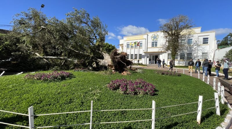 Figueira histórica de Gaspar será removida nesta sexta-feira após queda durante ciclone