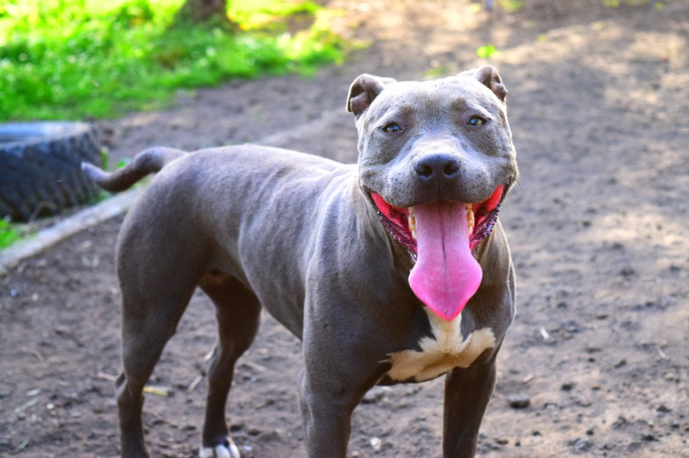 Homem é condenado em Navegantes por deixar pit bull escapar; entenda