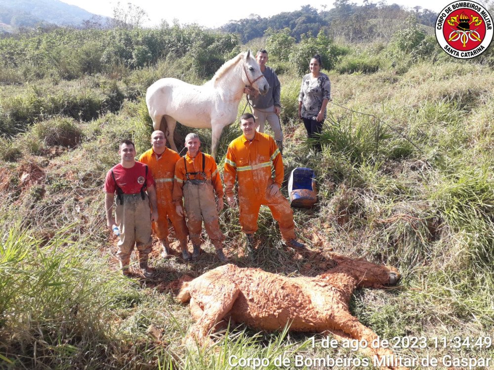 Cavalo atola em terreno em Gaspar e bombeiros são chamados para resgate