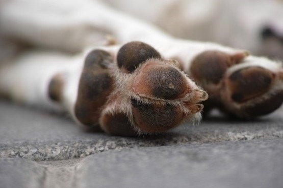 Mulher é condenada por maus tratos ao próprio cachorro no Oeste de SC