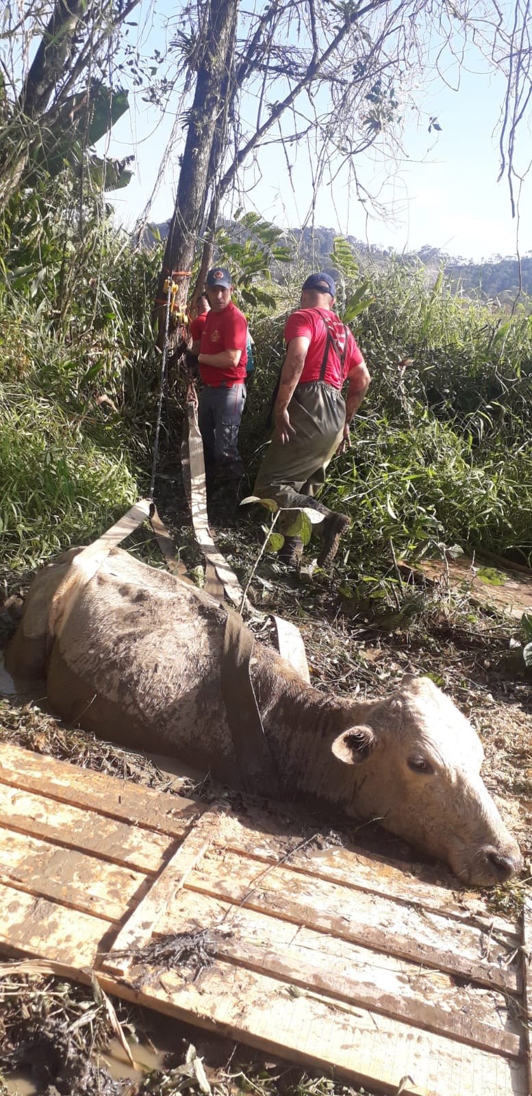 Em menos de quatro dias, bombeiros resgatam mais um animal atolado em Gaspar