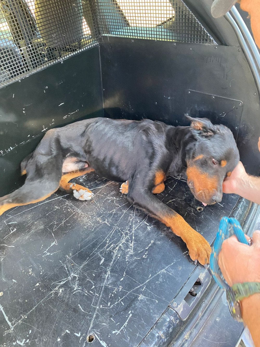 Rottweiler em condições de maus-tratos é resgatado em Pomerode