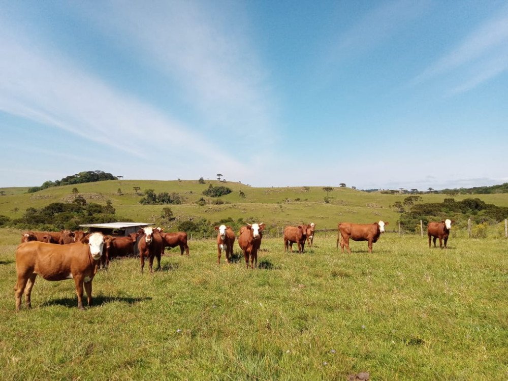 Prazo para produtores rurais catarinenses atualizarem o Cadastro Agropecuário é prorrogado