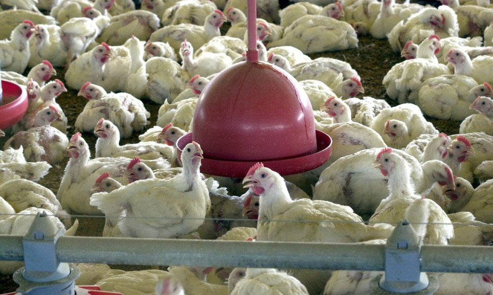 Japão retira suspensão de compra de frango do ES, mas SC continua com restrição