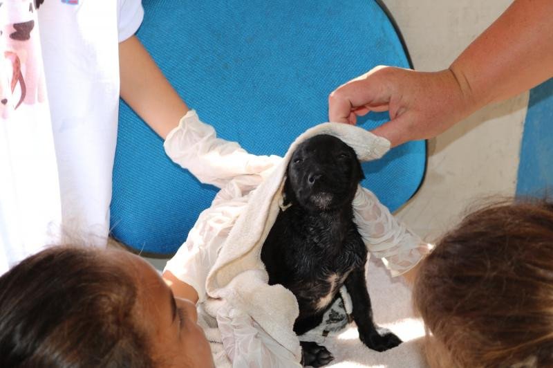 Saiba como ser voluntário na Unidade de Acolhimento Provisório de Animais de Itajaí