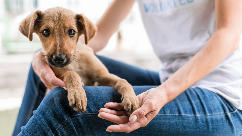 Inscrições para o mutirão de castração de animais em Gaspar continuam abertas