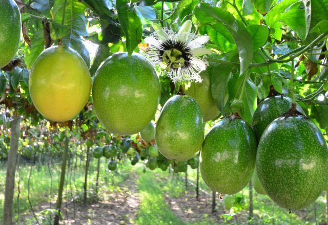 Santa Catarina colhe 70 mil toneladas de maracujá em 2023; safra foi 27% maior que a anterior