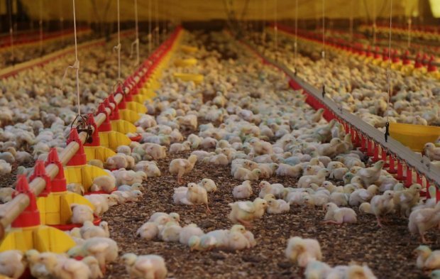 Japão retira embargo e importação da carne de frango catarinense pode ser retomada; entenda