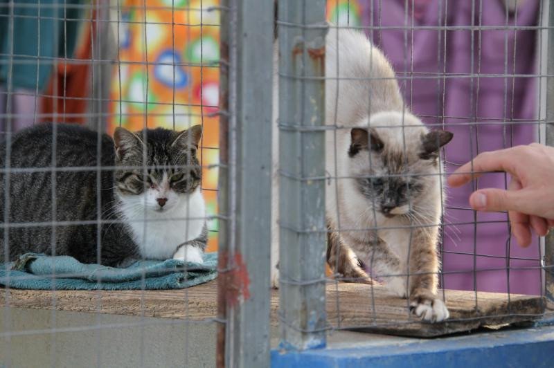 Feira de adoção de animais no bairro Ressacada, em Itajaí, acontece neste domingo