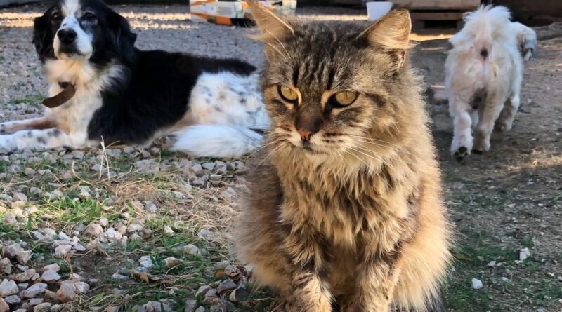 Mutirão de castração animal em Gaspar acontece neste domingo; inscrições encerram nesta terça-feira