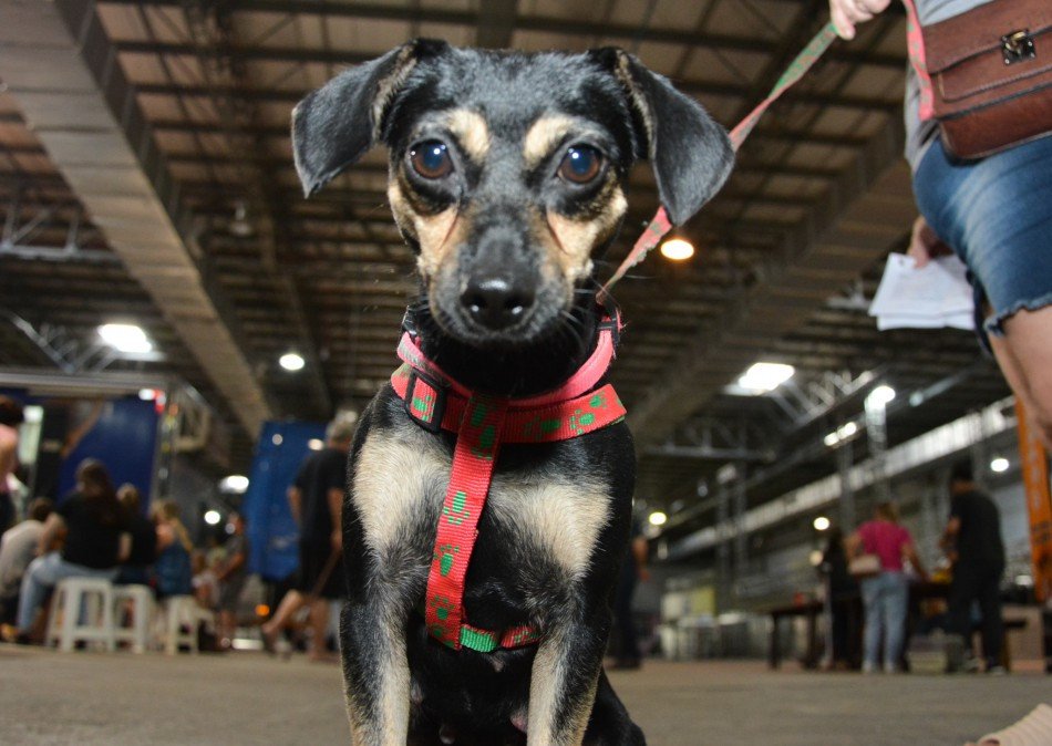 Foto: Divulgação/Prefeitura de Blumenau