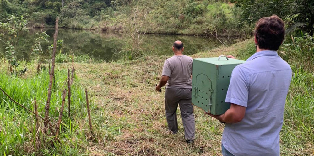 Vídeo: Tamanduá-mirim resgatado em Pomerode é solto em área de preservação ambiental