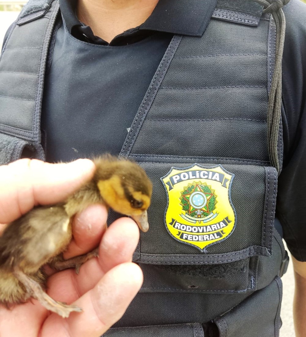 PRF ajuda família de patos a atravessar trecho da BR-470 em Gaspar