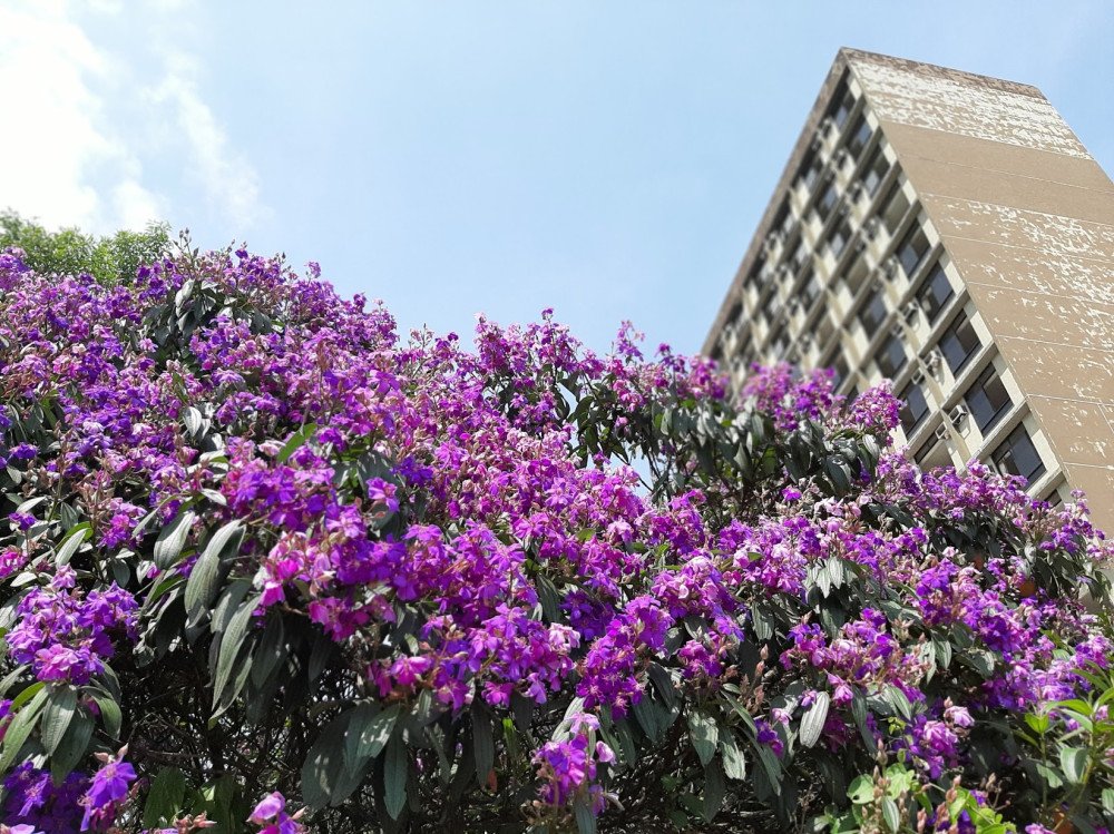 Primavera começa às 3h50 deste sábado
