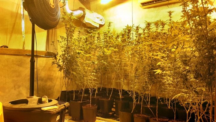 Estufa com mais de 130 pés de maconha é encontrada pela PM