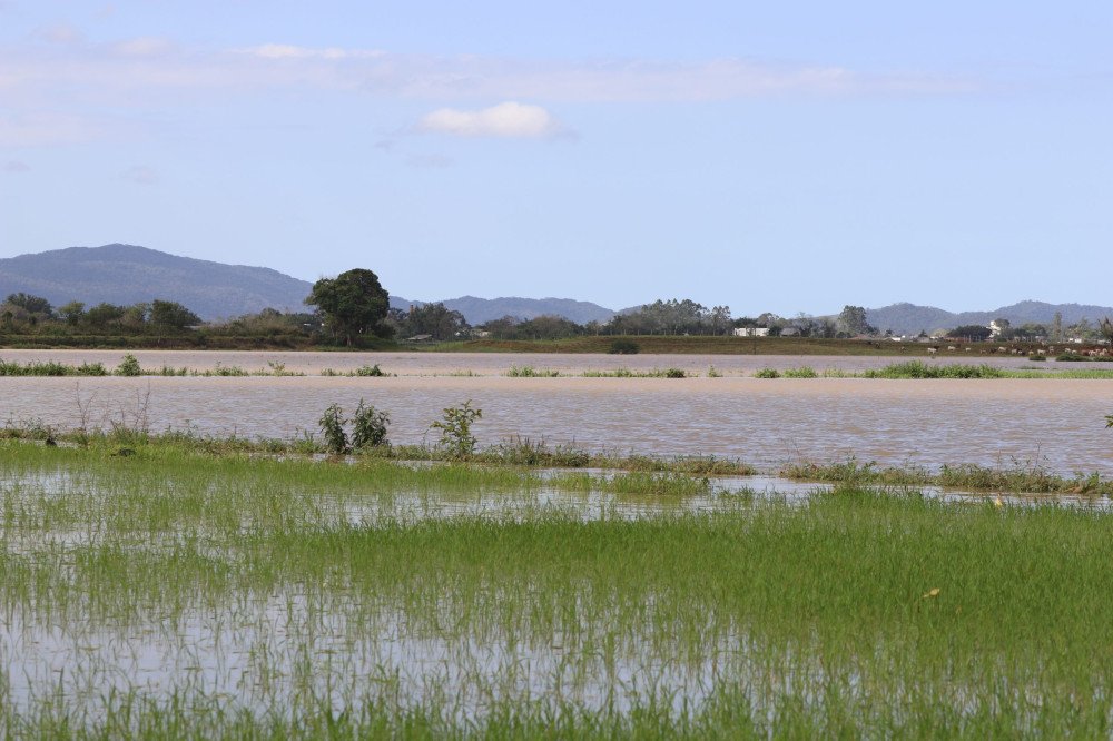 Agricultura de Gaspar é prejudicada por causa da chuva