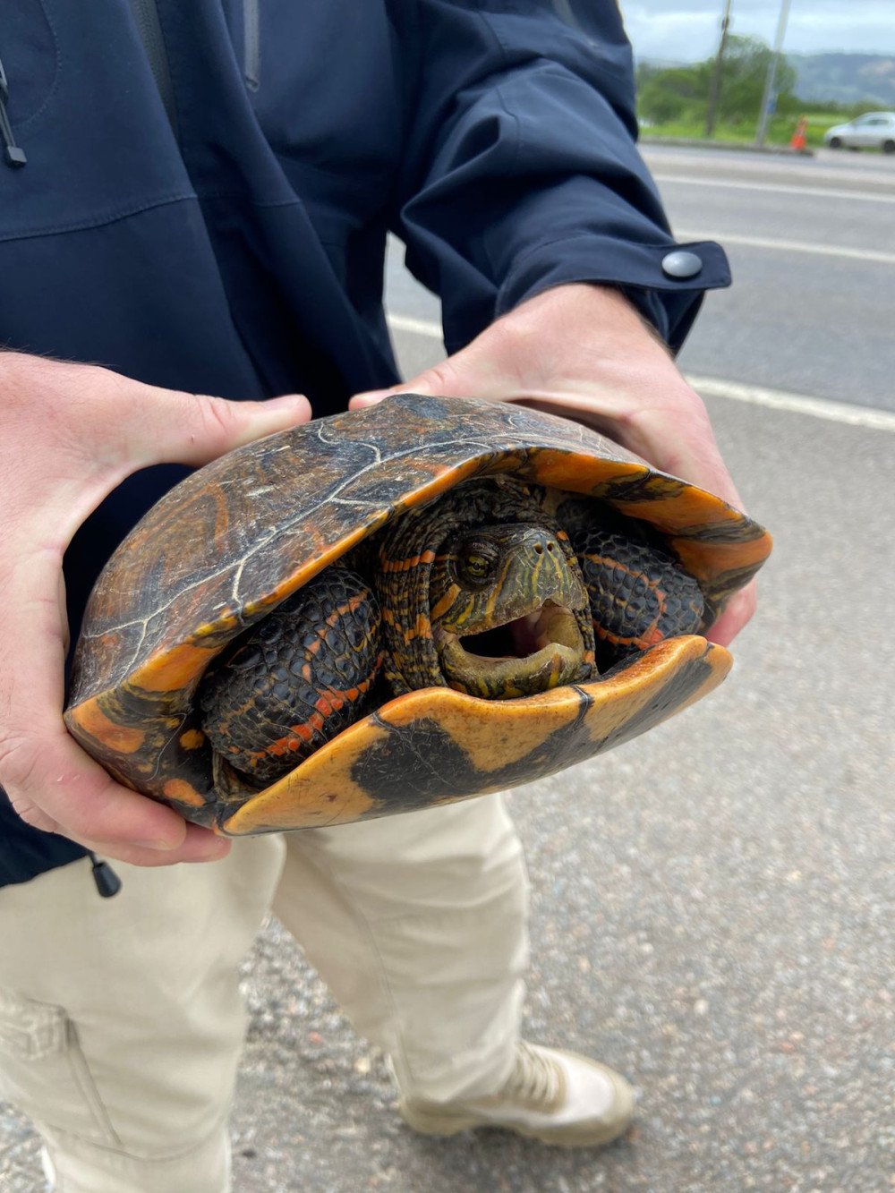 Tartaruga é resgatada na BR-101; animal estava no acostamento da rodovia