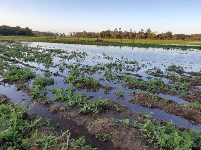 Perdas na agricultura ultrapassam R$ 1,6 bilhão no Estado por conta das chuvas