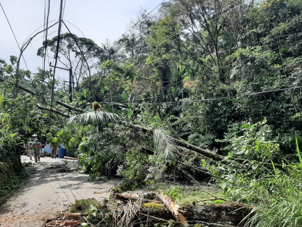 Sobe para 17 o número de ocorrências em Blumenau; no bairro Progresso árvores atingiram rede elétrica em deslizamento