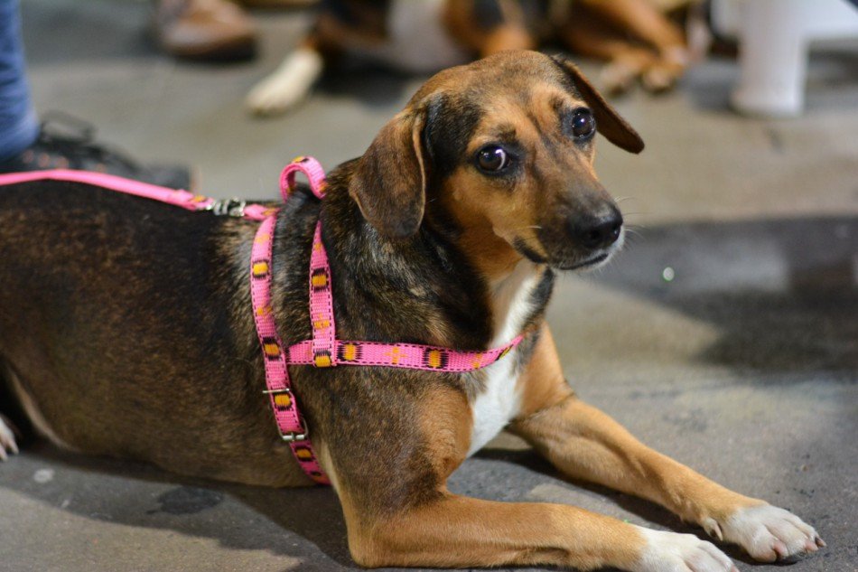 Inscrições para mutirão de castração de animais em Blumenau serão recolhidas nesta quarta; veja como participar