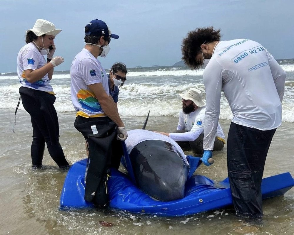 Baleia encalha em São Francisco do Sul e é escoltada para reabilitação em Florianópolis
