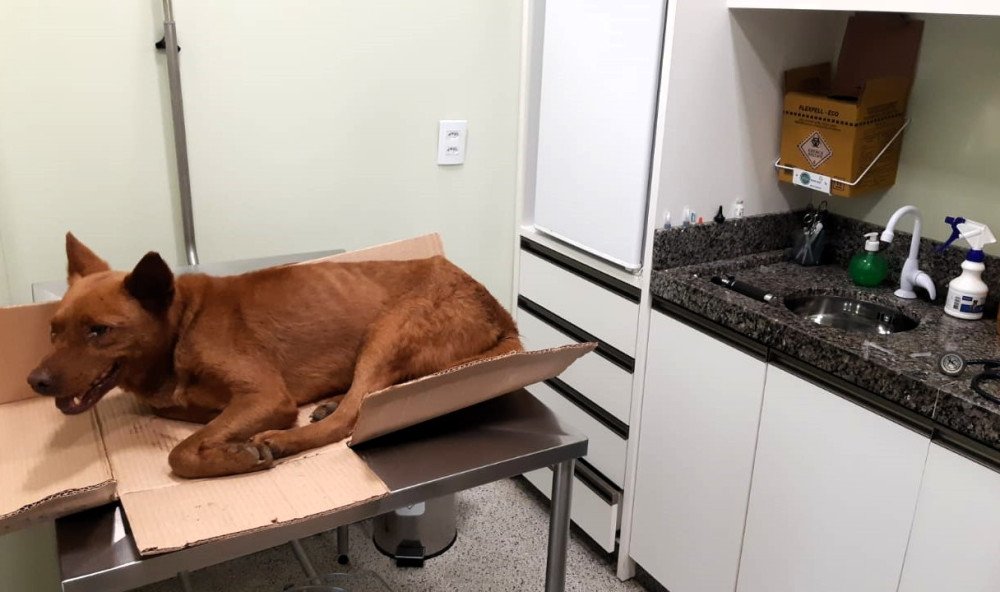 Vídeo: PRF resgata cachorro atropelado na BR-470, em Indaial