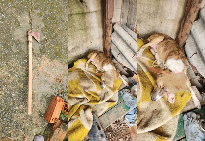 Homem é preso em flagrante após dar machadada em cachorro em Blumenau