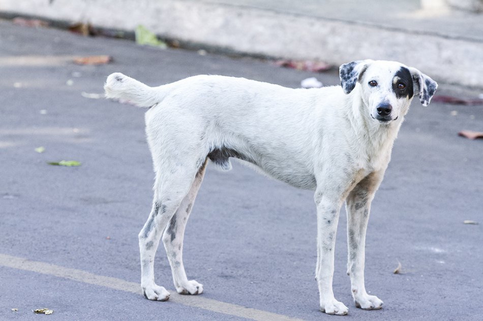 Gaspar recebe mais uma ação de castração de gatos e cachorros