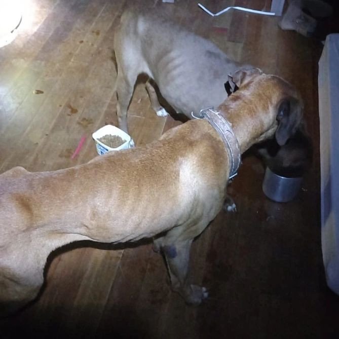Casal de Ibirama é condenado por maus-tratos a cães que quase morreram de sede