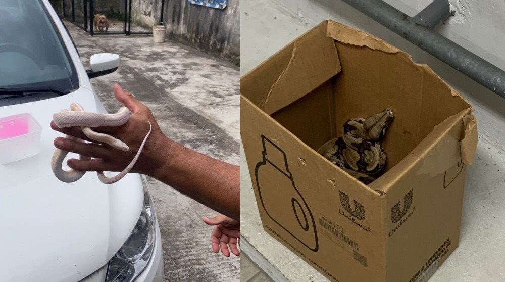Vídeo: Polícia Civil apreende animais silvestres em Brusque