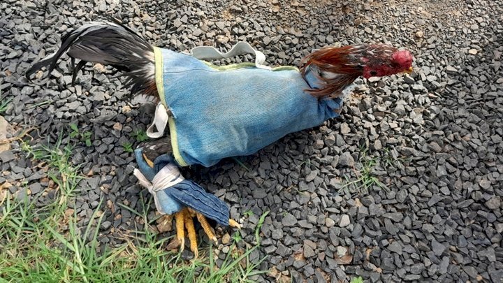 Mais de 75 animais são resgatados de rinha de galo em Santa Catarina