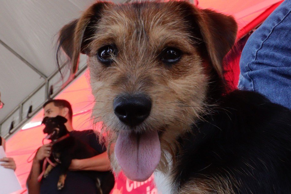 Blumenau tem mais de mil animais castrados em dezembro; novo mutirão já tem data marcada para janeiro