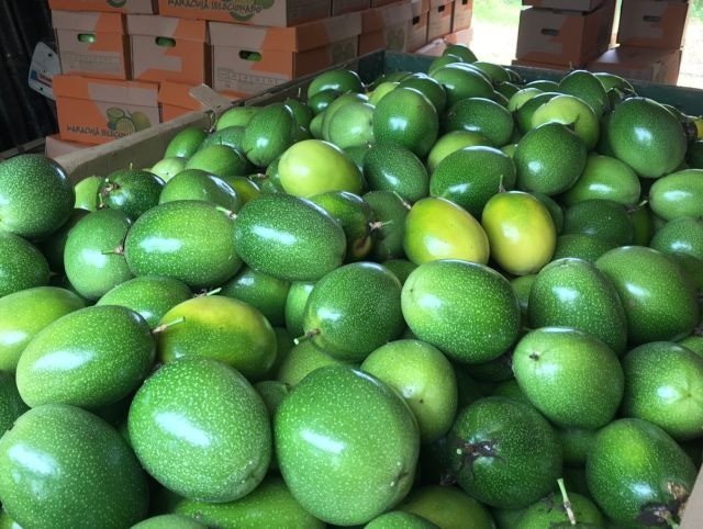 Santa Catarina abre a colheita de maracujá nesta quarta-feira