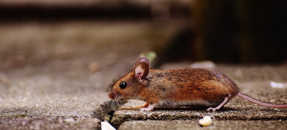 Cuidados no Verão: Vigilância Epidemiológica de Blumenau alerta sobre os riscos da leptospirose